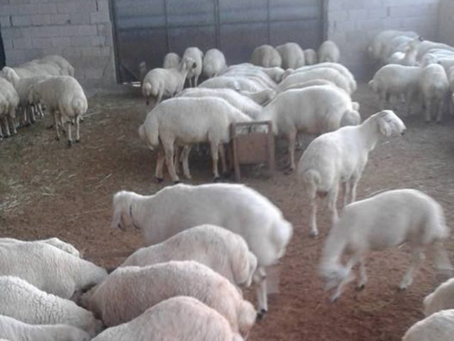 kucuk-bas-hayvancilik